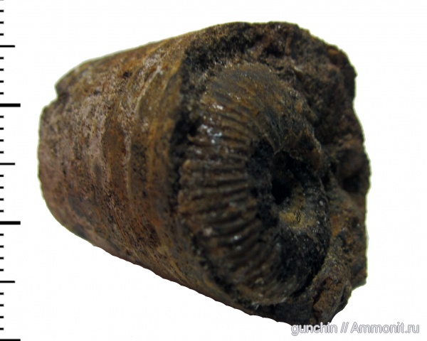 аммониты, белемниты, юра, келловей, Самарская область, Ammonites, Callovian, Jurassic, Middle Jurassic, belemnites