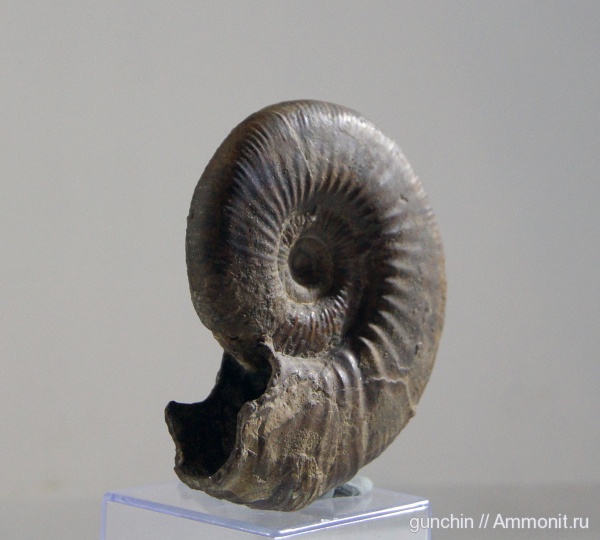 аммониты, юра, келловей, Самарская область, Perisphinctidae, ушки, устье, Anaplanulites, Ammonites, Microconchs, lappets, Anaplanulites difficilis, Callovian, Jurassic, Middle Jurassic