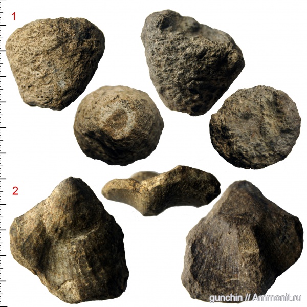 юра, Самарская область, Oxytoma, ?, Oxytoma expansa, Jurassic