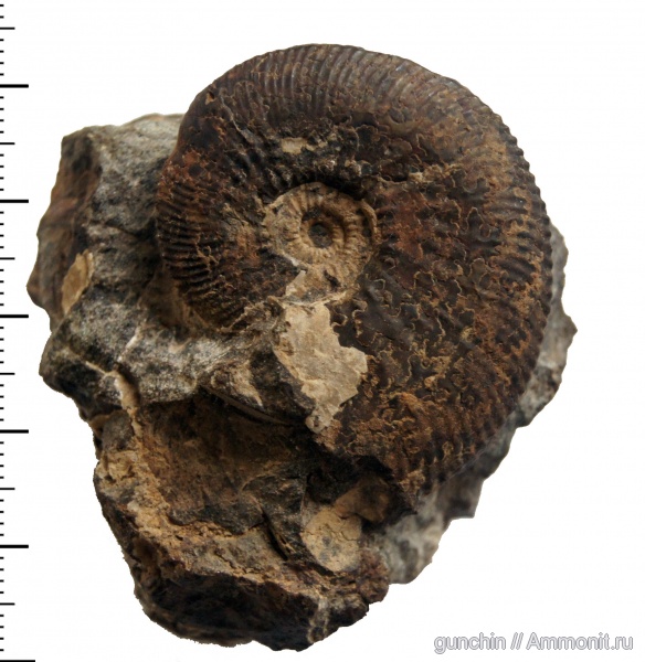 аммониты, юра, Kosmoceras, келловей, Самарская область, Kosmoceratidae, Ammonites, Kosmoceras medea, Gulielmites, Callovian, Jurassic, Middle Jurassic