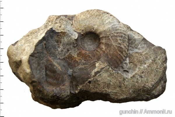 аммониты, Самарская область, Quenstedtoceras, Quenstedtoceras lamberti, Cardioceratidae, Ammonites, Quenstedtoceratinae