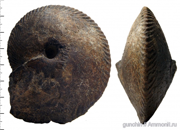 аммониты, нижний келловей, келловей, Самарская область, Chamoussetia, Cadoceratinae, Cardioceratidae, Ammonites, Chamoussetia chamousseti, Callovian, Middle Jurassic, Lower Callovian