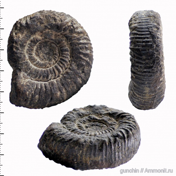 аммониты, юра, Самарская область, Perisphinctes, Perisphinctidae, ?, Ammonites, Jurassic