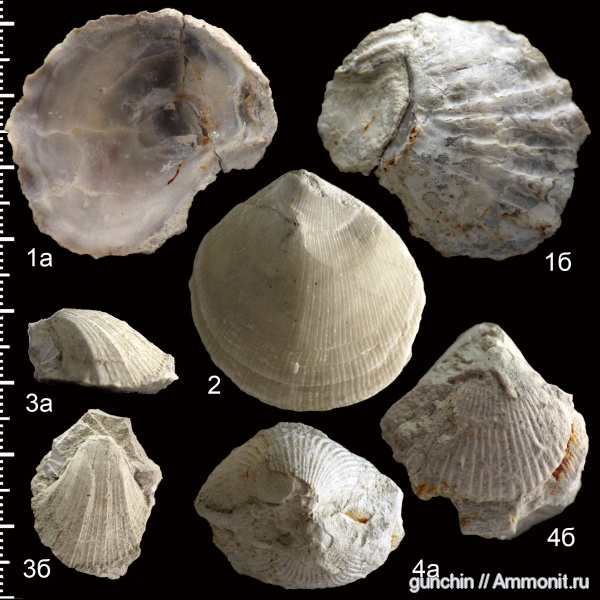 двустворчатые моллюски, Самарская область, Lopha, Neithea, Spondylus, Spondylus spinosus, Spondylus dutempleanus, Lopha semiplana, Hyotissa, Hyotissa semiplana