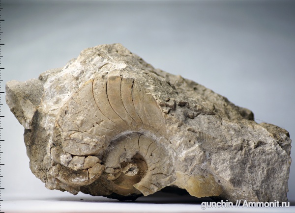 наутилусы, Domatoceras, Самарская область, Domatoceras mosquense, Nautilida, Domatoceratidae