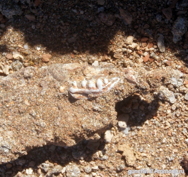 Samaria, Procolophonia, Procolophonidae