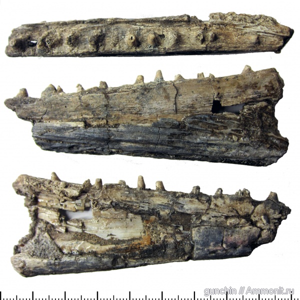 триас, Benthosuchus, лабиринтодонты, Benthosuchidae, Trematosauroidea, Оренбургская область, Benthosuchinae
