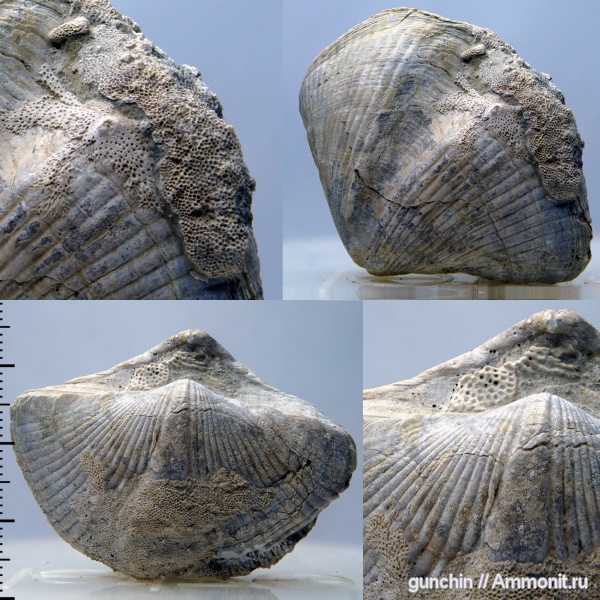 брахиоподы, пермь, мшанки, Spiriferida, Licharewia, Licharewia rugulata, Epizoans, Взаимоотношения Epizoans-Epizoans