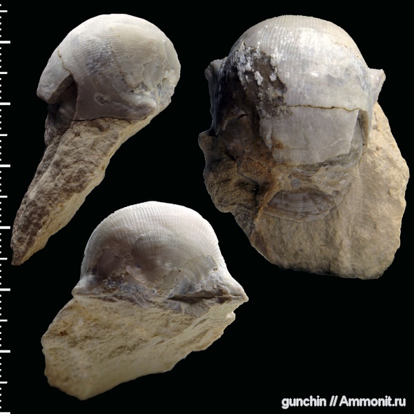 брахиоподы, Productida, казанский ярус, Globiella, Globiella hemisphaerium, Linoproductinae