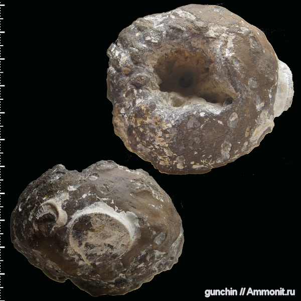 губки, двустворки, Саратов, Саратовская область, Spondylus, Etheridgea, сантон, Santonian