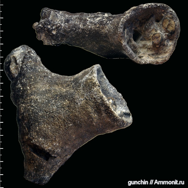 губки, Саратов, Саратовская область, сантон, Zittelispongia, Santonian