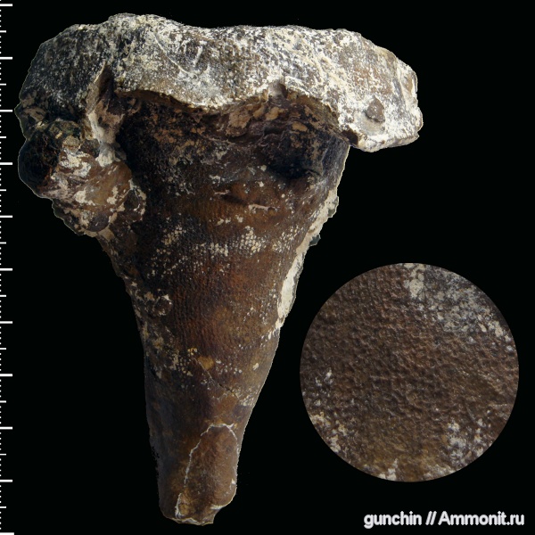 губки, Саратов, Саратовская область, сантон, Coscinopora, Santonian, Coscinopora ocreacea