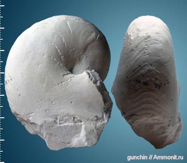 мел, Самарская область, маастрихт, Cymatoceras