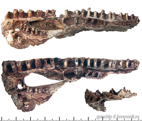 триас, Benthosuchus, лабиринтодонты, Benthosuchus sushkini, Benthosuchidae, Trematosauroidea, Оренбургская область, Benthosuchinae