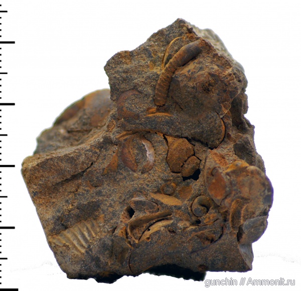 аммониты, юра, гетероморфные аммониты, келловей, Самарская область, Parapatoceras, Parapatoceras distans, Callovian, Jurassic, Middle Jurassic, heteromorph ammonites