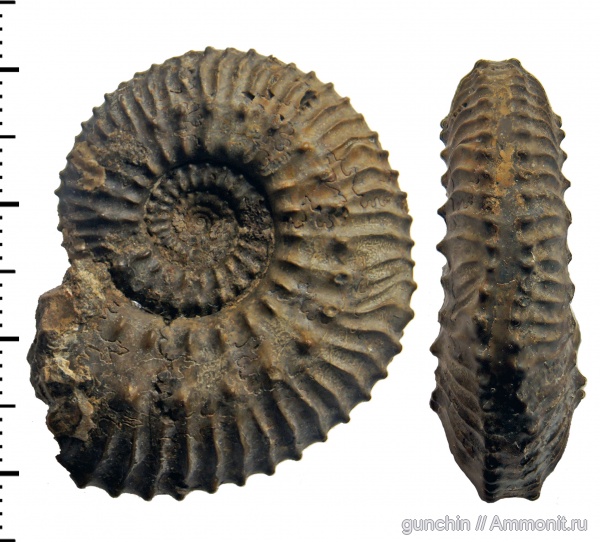 аммониты, юра, Kosmoceras, келловей, Самарская область, прижизненные повреждения, Kosmoceratidae, Kosmoceras castor, Ammonites, forma undaticarinata, Callovian, Jurassic, Middle Jurassic