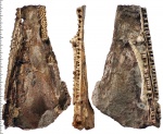 Фрагмент черепа Benthosuchus