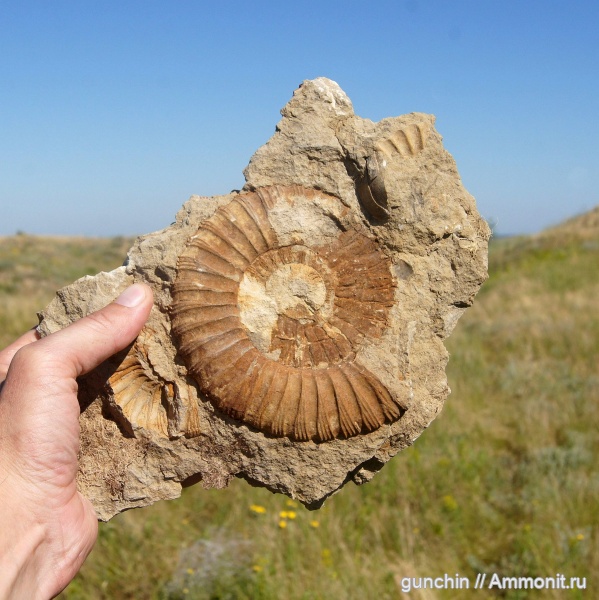 аммониты, Zaraiskites, Ammonites, Virgatitidae