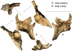 Фрагмент черепа Benthosuchus sushkini