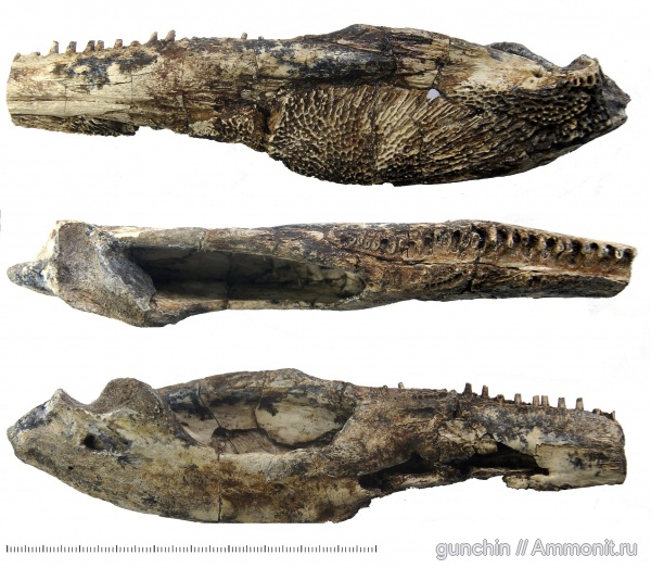 триас, лабиринтодонты, Benthosuchidae, Trematosauroidea, Оренбургская область, Syrtosuchinae, Syrtosuchus