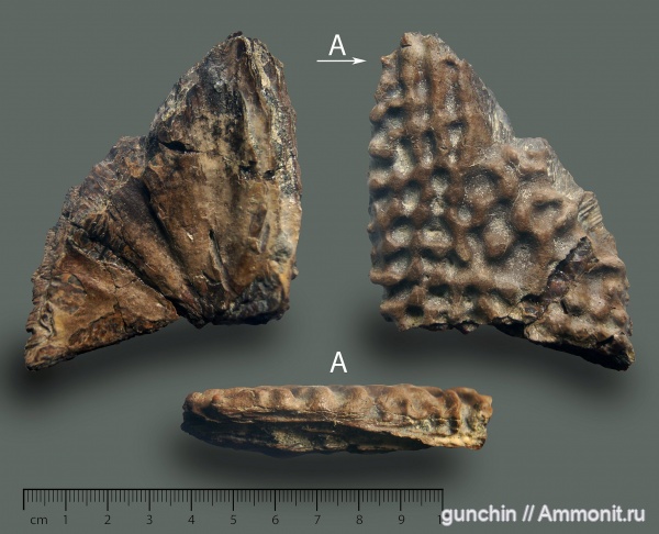 Волгоградская область
