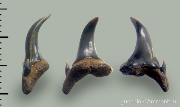 Eostriatolamia, верхний мел, прижизненные повреждения, сеноман, зубы акул, Саратовская область, Elasmobranchii, Пудовкино, патологии, аномалии, Cenomanian, shark teeth