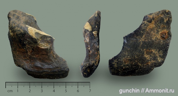 мел, химеры, сеноман, Elasmodus, Chimaeriformes, Elasmodus sinzovi, Chimaeridae, Cenomanian, Cretaceous, Карамышка