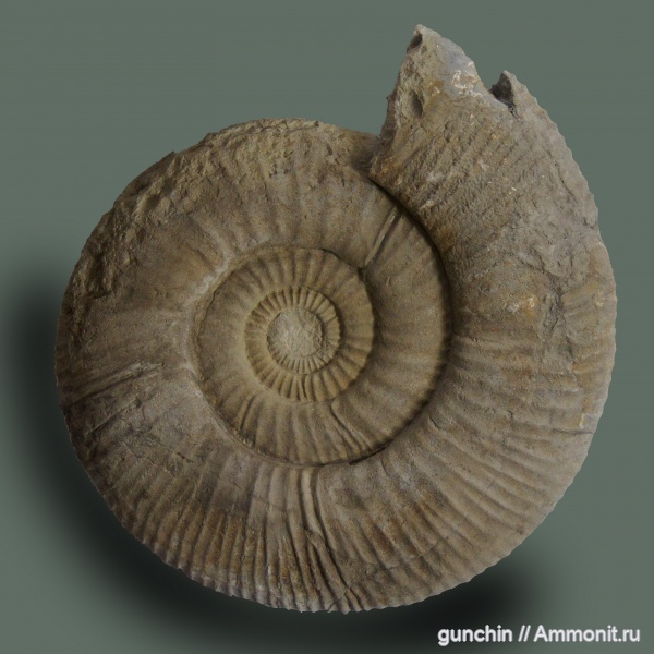 Virgatites, мегаконхи, Virgatitidae, Virgatites giganteus, Megaconchs