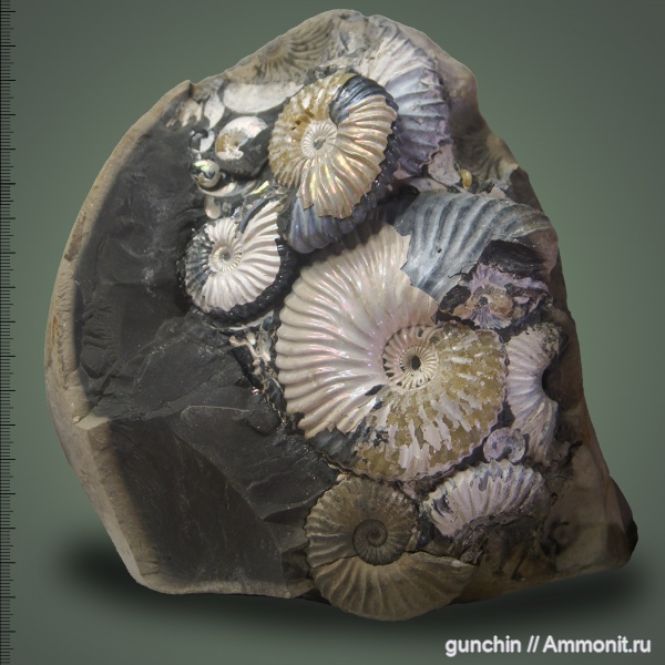 аммониты, мел, Deshayesites, Aconeceras, Ammonites, Deshayesitidae, Aptian