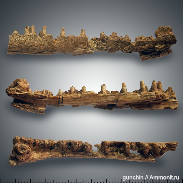 триас, Самарская область, Benthosuchus, лабиринтодонты, Benthosuchidae, Trematosauroidea, Benthosuchinae