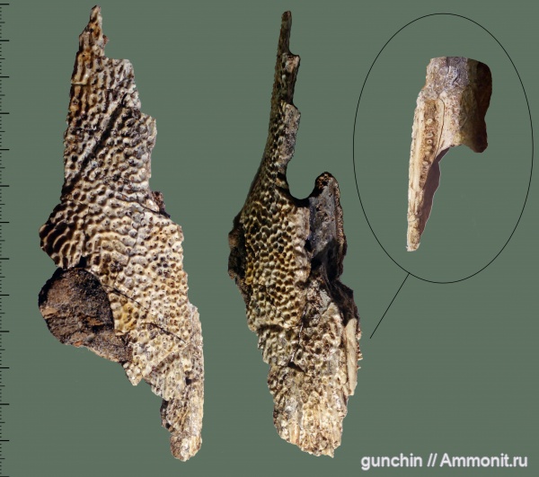 триас, Самарская область, Benthosuchus, лабиринтодонты, Benthosuchidae, Trematosauroidea, Benthosuchinae