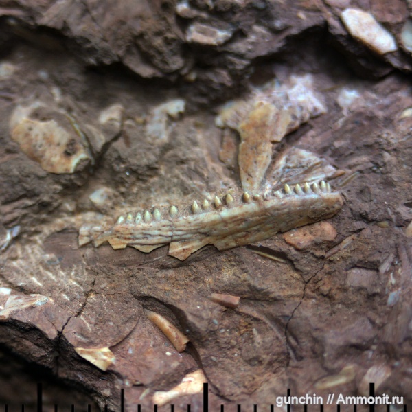 пермь, Microphon exiguus, Microphon, Kotlassiidae