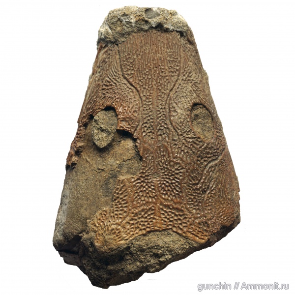 триас, Thoosuchus, лабиринтодонты, Trematosauridae