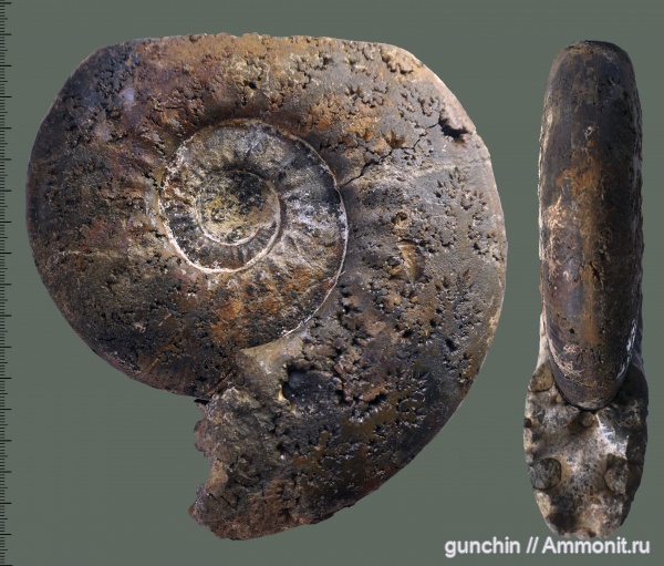 аммониты, юра, келловей, Indosphinctes mutatus, Самарская область, Indosphinctes, Perisphinctidae, Ammonites, Callovian, Jurassic, Middle Jurassic