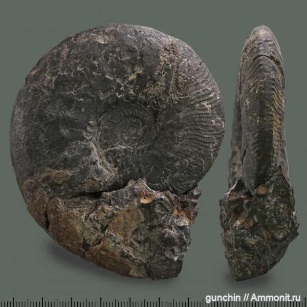 аммониты, юра, Kosmoceras, келловей, Самарская область, Kosmoceras jason, Kosmoceratidae, Ammonites, Callovian, Jurassic, Middle Jurassic