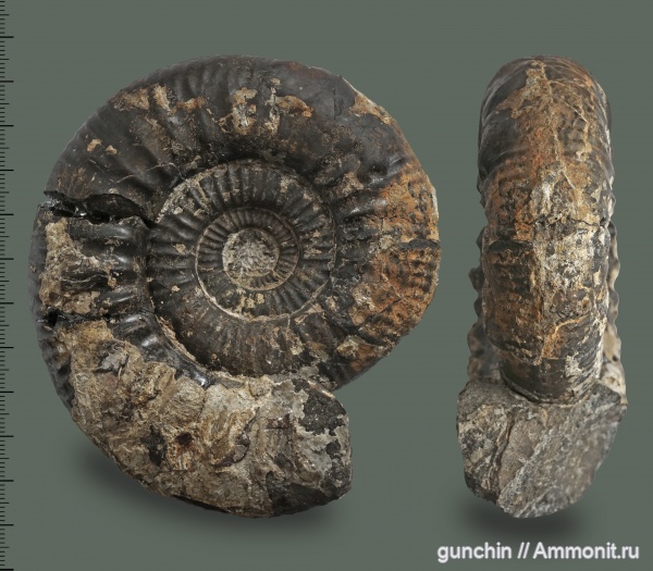 аммониты, юра, келловей, Самарская область, Choffatia, Perisphinctidae, Ammonites, Callovian, Jurassic, Middle Jurassic, Choffatia recuperoi