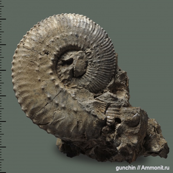 аммониты, юра, Kosmoceras, келловей, Самарская область, Kosmoceratidae, Gulielmiceras, Ammonites, Callovian, Jurassic, Middle Jurassic, Gulielmiceras gulielmii