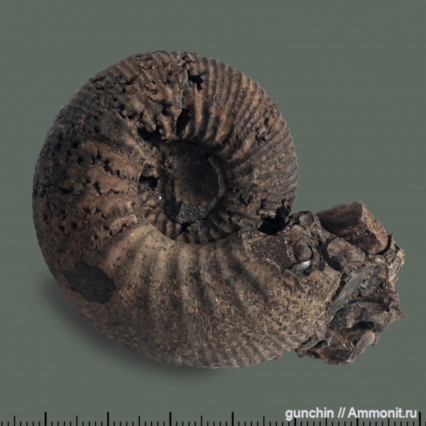 аммониты, нижний келловей, келловей, Самарская область, Kepplerites, Kosmoceratidae, Ammonites, Kepplerites gowerianus, Callovian, Middle Jurassic, Lower Callovian
