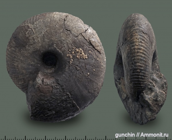 аммониты, юра, макроконхи, келловей, Самарская область, Rondiceras, Rondiceras milaschevici, Cadoceratinae, Cardioceratidae, Ammonites, Macroconchs, Callovian, Jurassic, Middle Jurassic