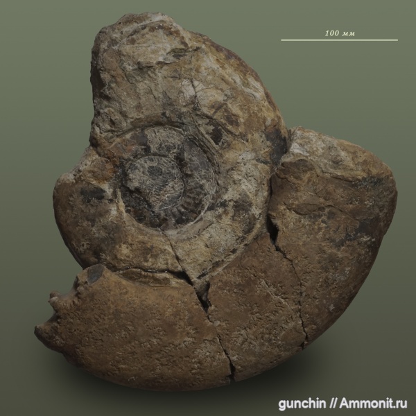 аммониты, юра, келловей, Самарская область, Indosphinctes, Choffatia, Perisphinctidae, Ammonites, Callovian, Jurassic, Middle Jurassic, инверсия лопастной линии, sutural inversion