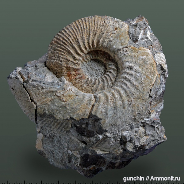 аммониты, нижний келловей, келловей, Самарская область, Kepplerites, Kosmoceratidae, Ammonites, Kepplerites gowerianus, Callovian, Middle Jurassic, Lower Callovian
