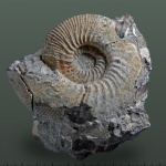 Kepplerites