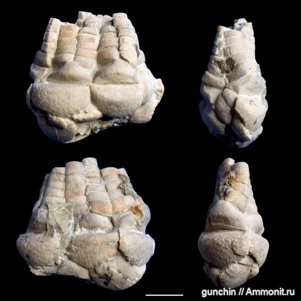 морские лилии, иглокожие, карбон, криноидеи, Mooreocrinus, Mooreocrinus geminatus, московский ярус, Cromyocrinidae