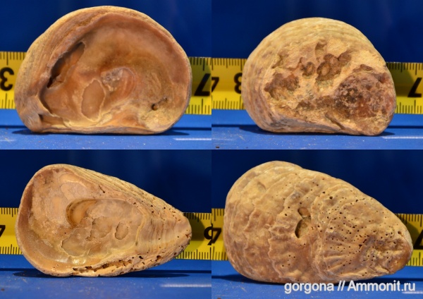 неоген, двустворки, Ostrea