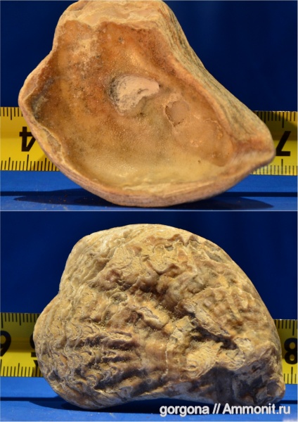 неоген, двустворки, Ostrea