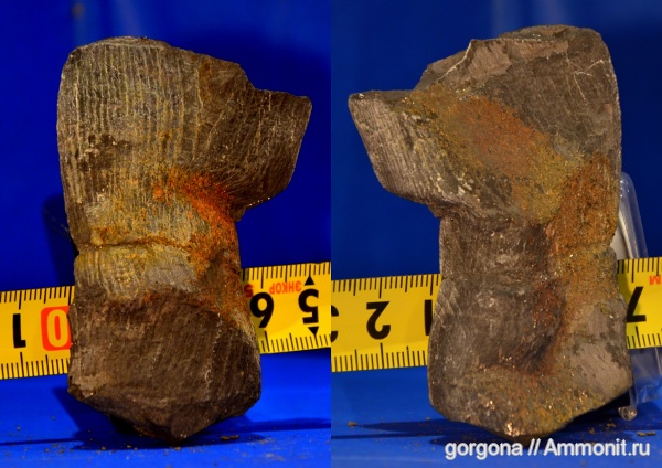 карбон, Calamites, Calamitaceae