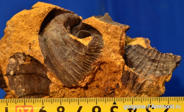 неоген, двустворки, плиоцен, камыш-бурунская свита