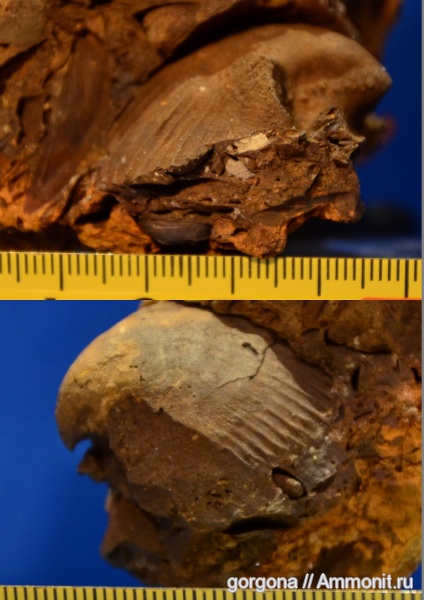 неоген, двустворки, плиоцен, камыш-бурунская свита