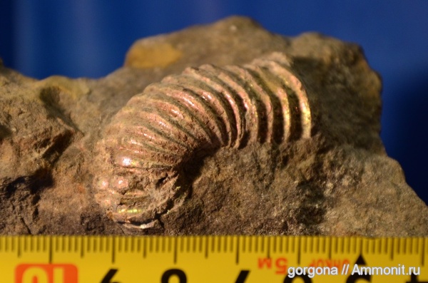 мел, Hamites, Cretaceous