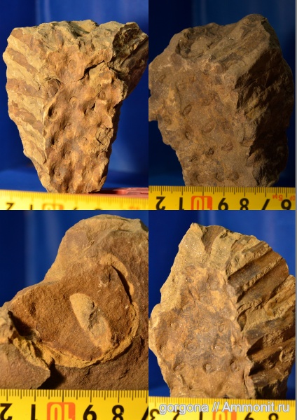 карбон, плауновидные, стигмарии